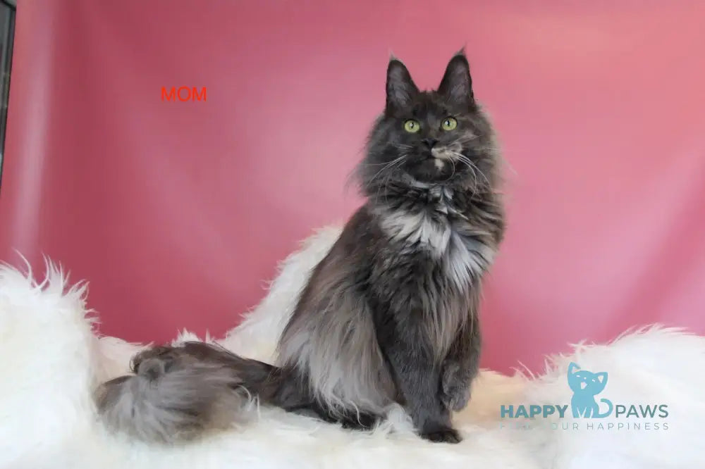 Еnisei Maine Coon male black silver tabby live animals