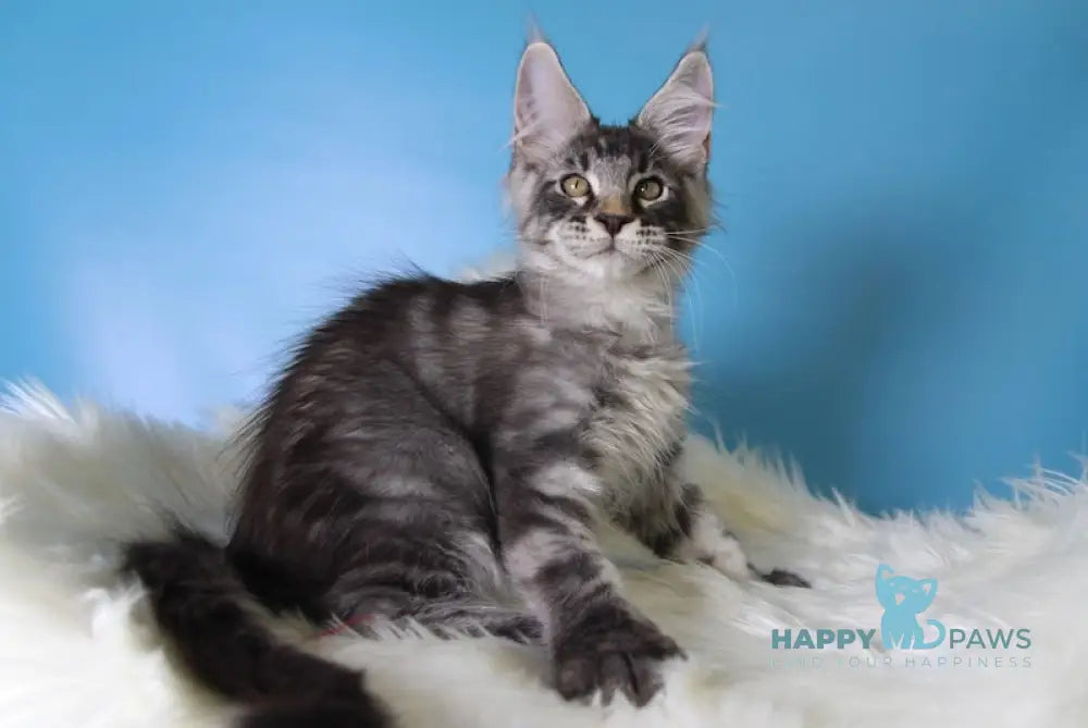 Еnisei Maine Coon male black silver tabby live animals