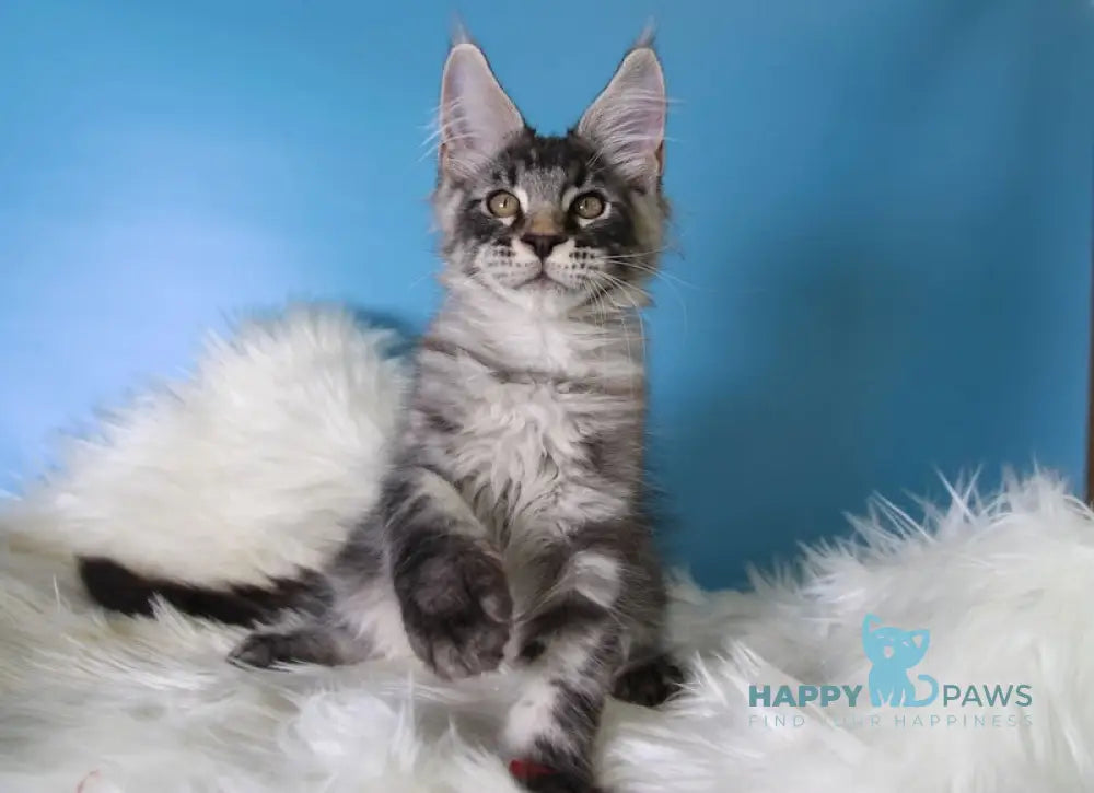 Еnisei Maine Coon male black silver tabby live animals