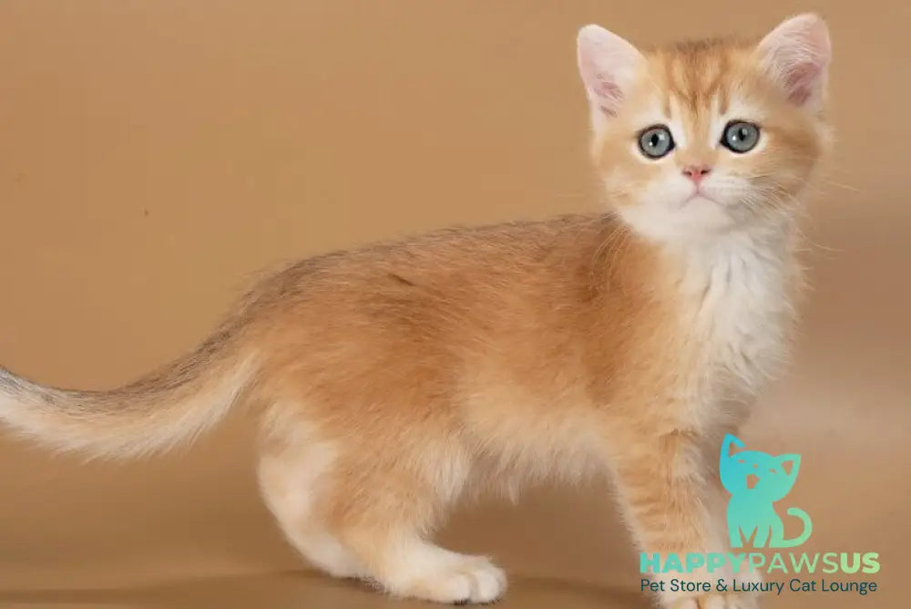 Enisey British Shorthair male black golden shaded - live animals