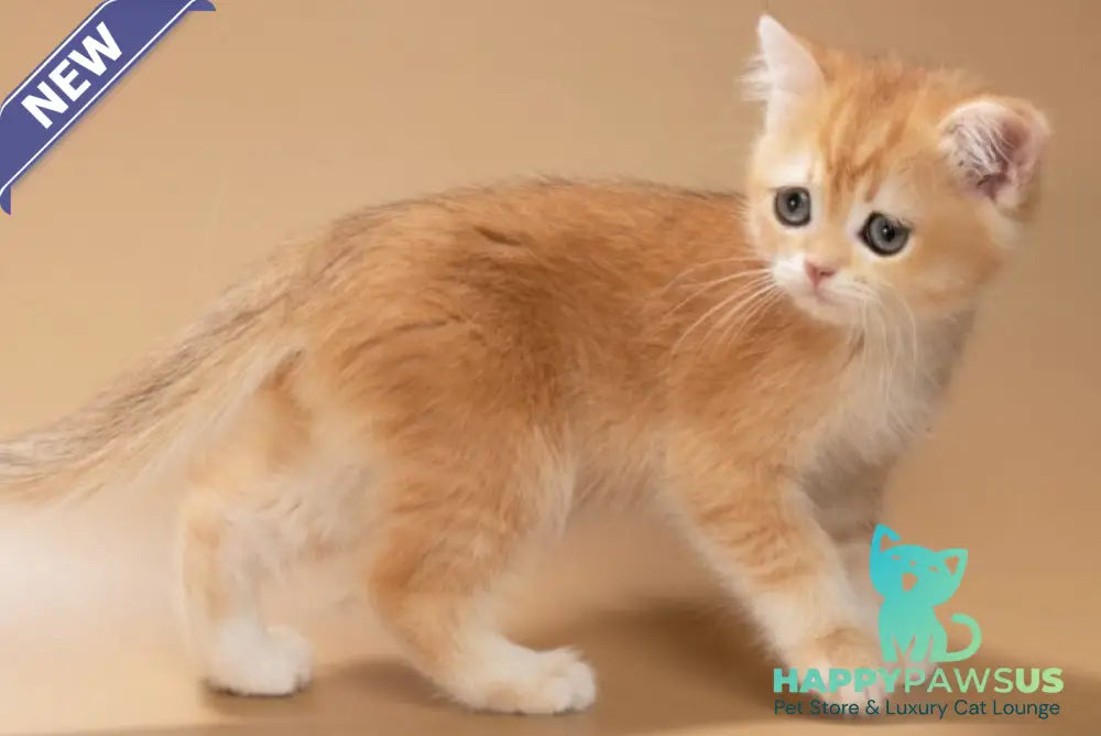 Enisey British Shorthair male black golden shaded - live animals