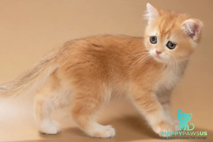 Enisey British Shorthair male black golden shaded - live animals