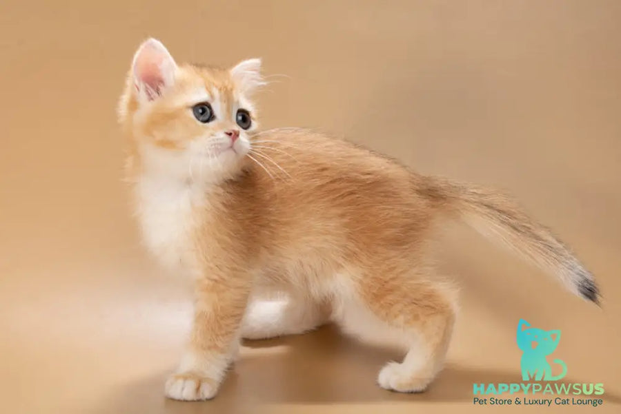 Enisey British Shorthair male black golden shaded - live animals