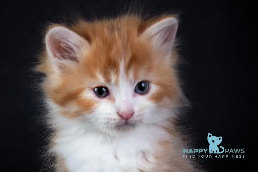 Enisey Siberian male red spotted tabby with white live animals