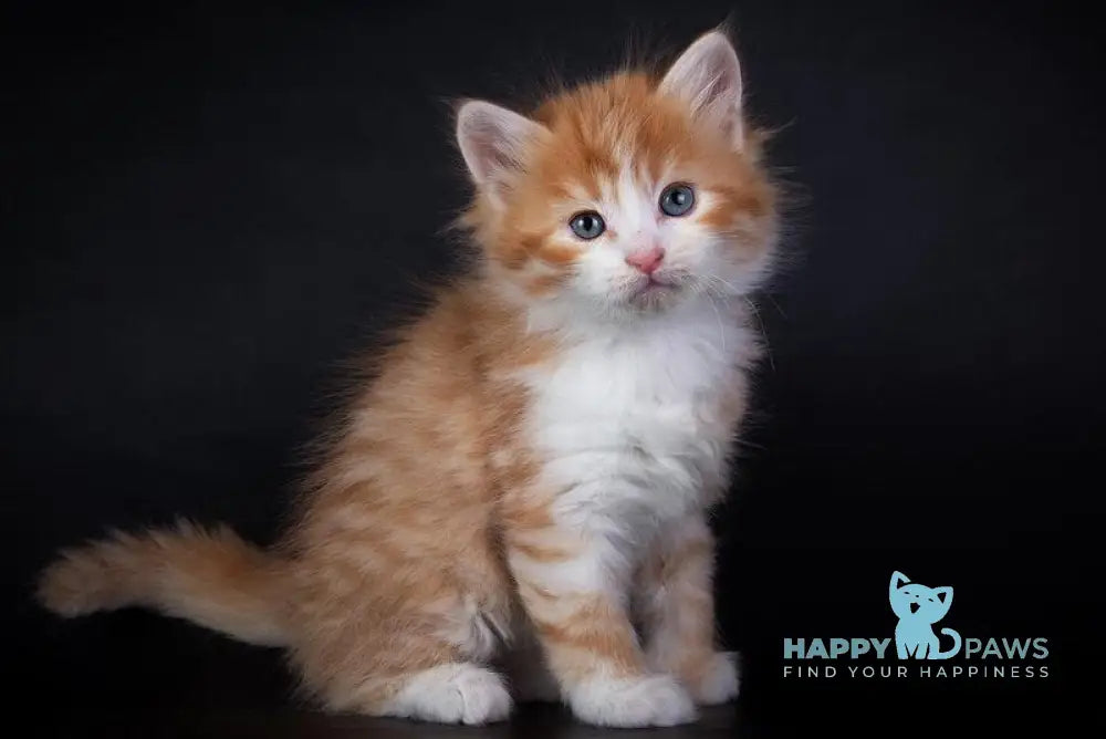 Enisey Siberian male red spotted tabby with white live animals