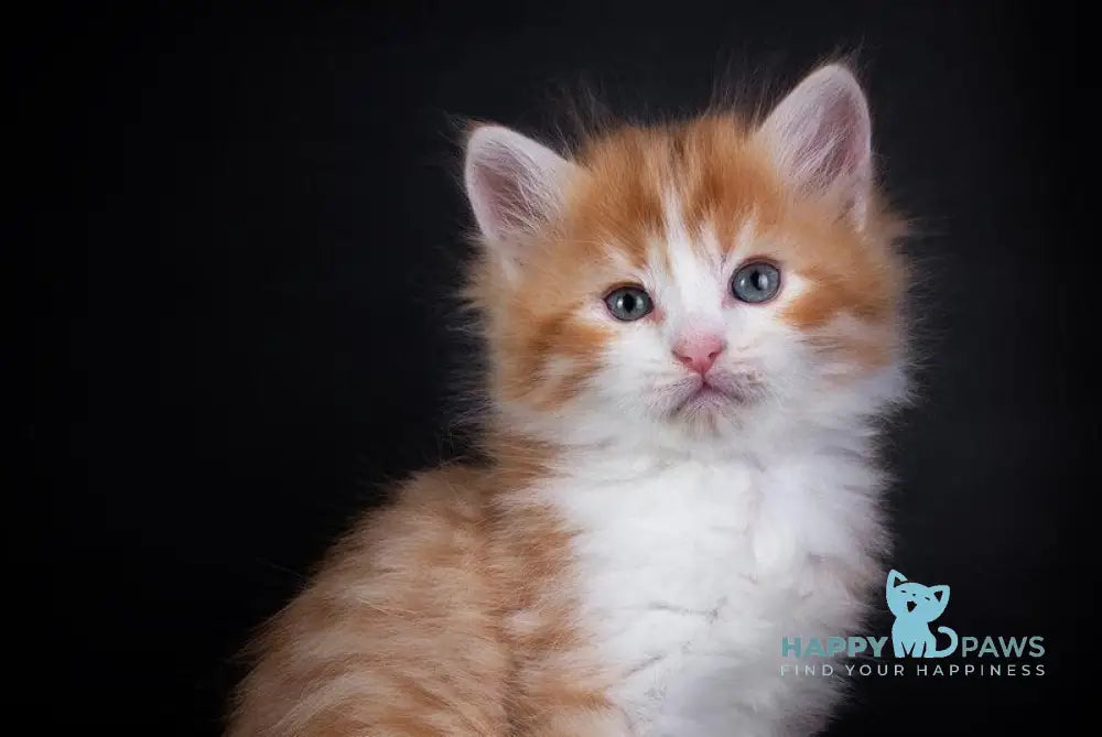 Enisey Siberian male red spotted tabby with white live animals