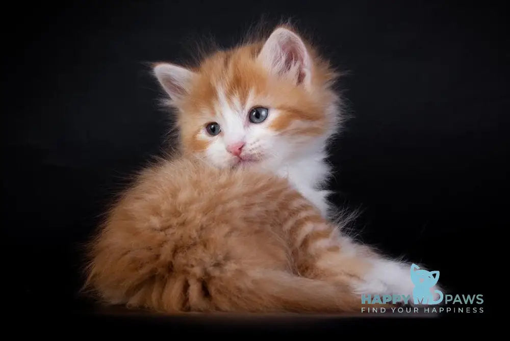 Enisey Siberian male red spotted tabby with white live animals