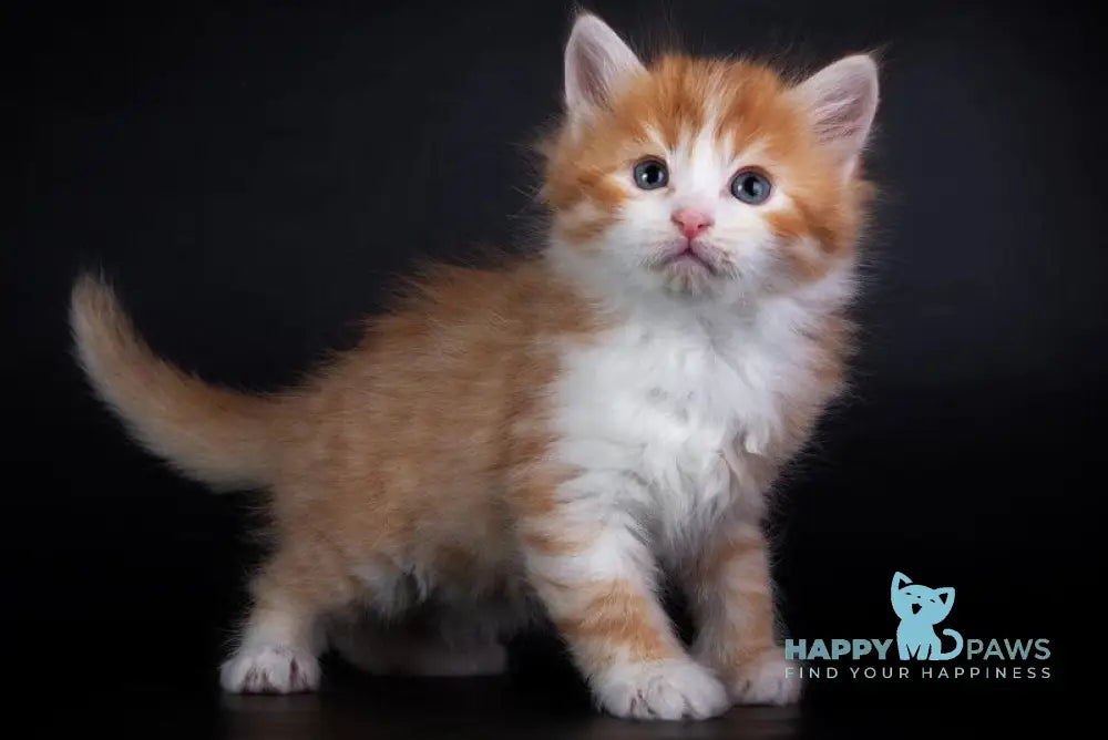 Enisey Siberian male red spotted tabby with white live animals