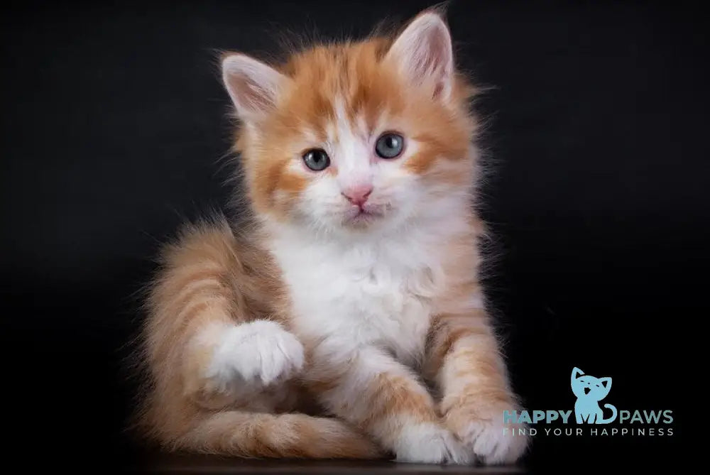 Enisey Siberian male red spotted tabby with white live animals