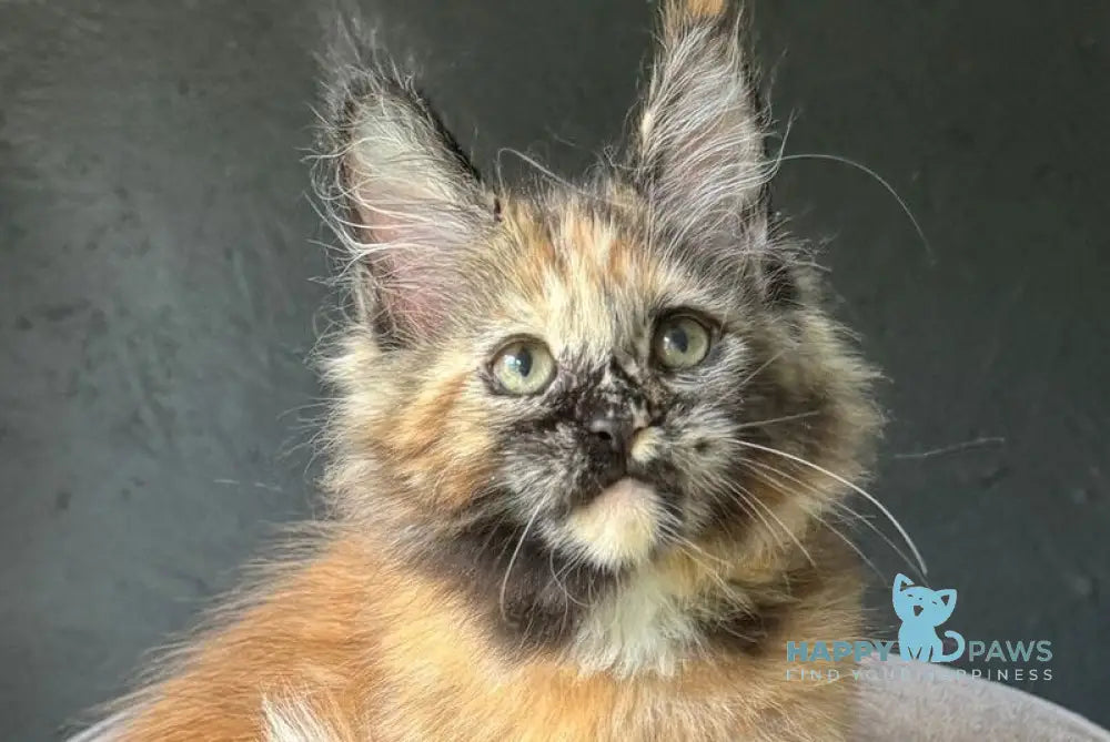 Ennes Maine Coon female black tortie with white live animals