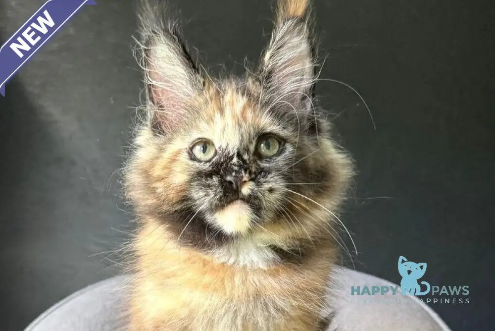 Ennes Maine Coon female black tortie with white live animals