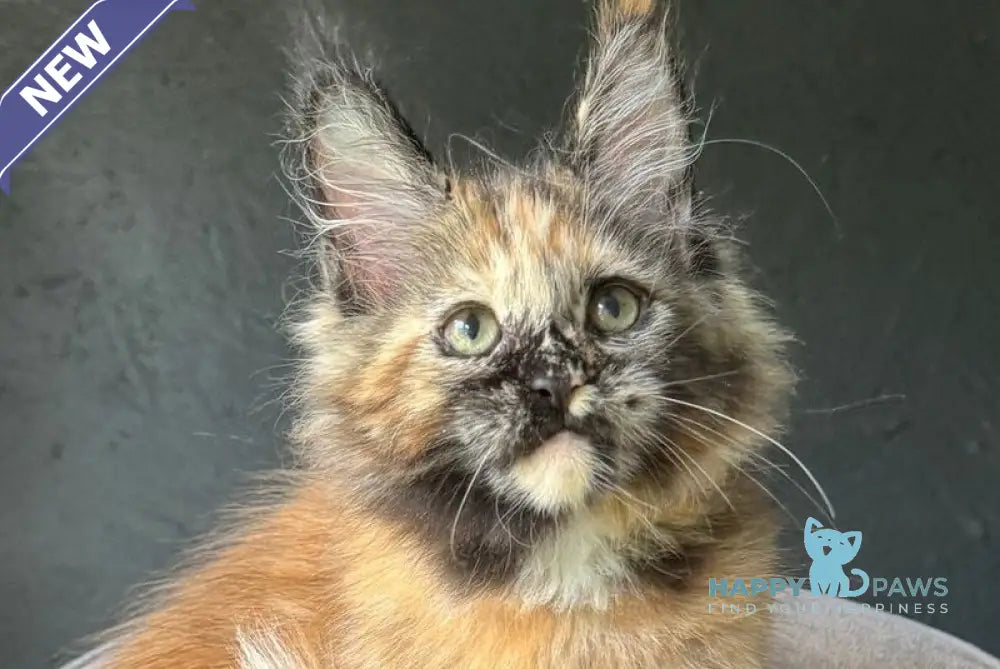 Ennes Maine Coon female black tortie with white live animals