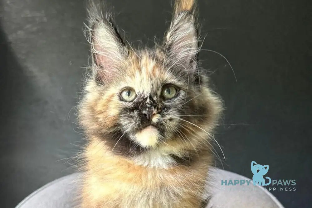 Ennes Maine Coon female black tortie with white live animals