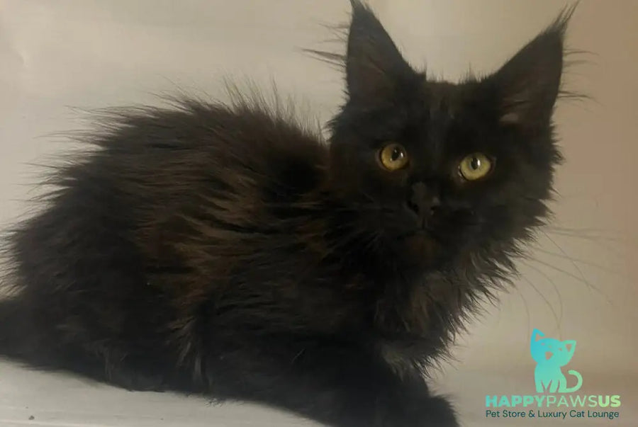 Enni Maine Coon female black - live animals