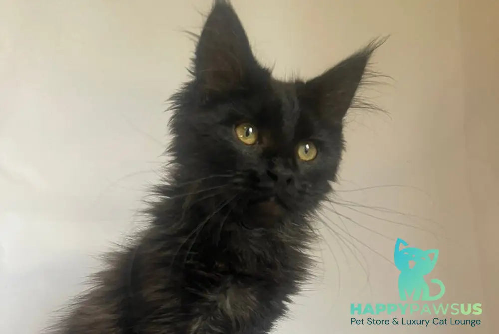 Enni Maine Coon female black - live animals