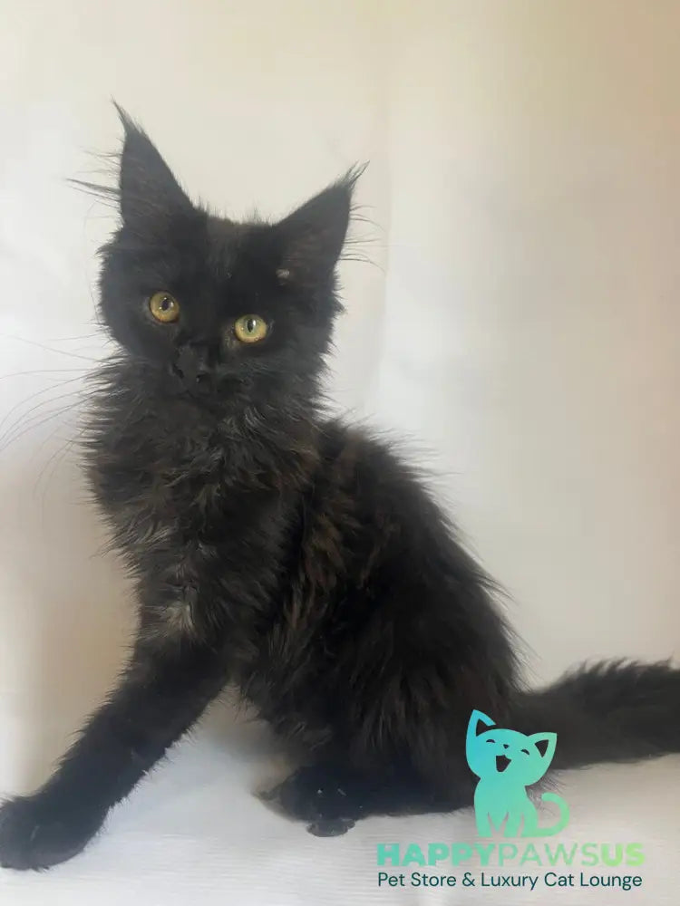Enni Maine Coon female black - live animals