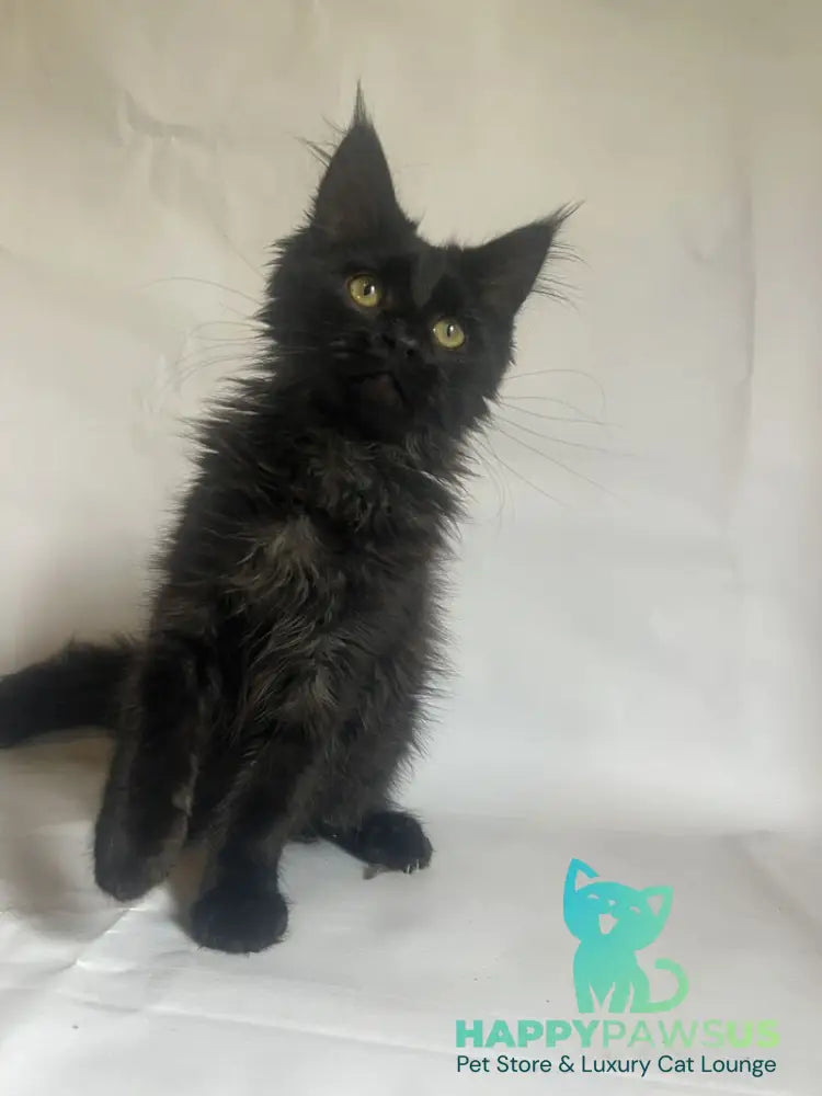 Enni Maine Coon female black - live animals