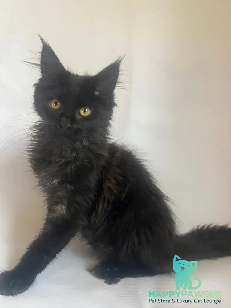 Enni Maine Coon female black - live animals