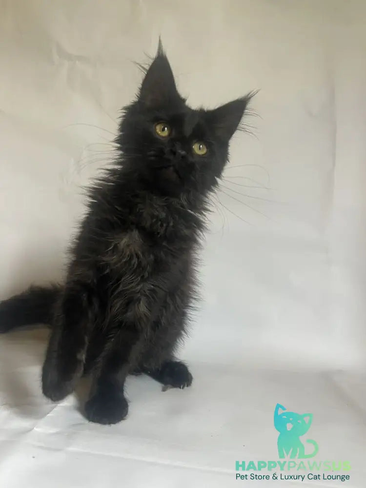 Enni Maine Coon female black - live animals