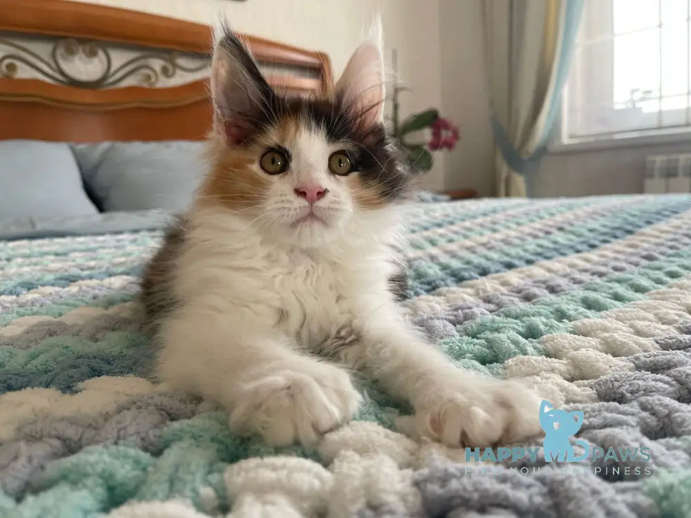 Enoya Maine Coon polydactyl female black tortie bicolour live animals