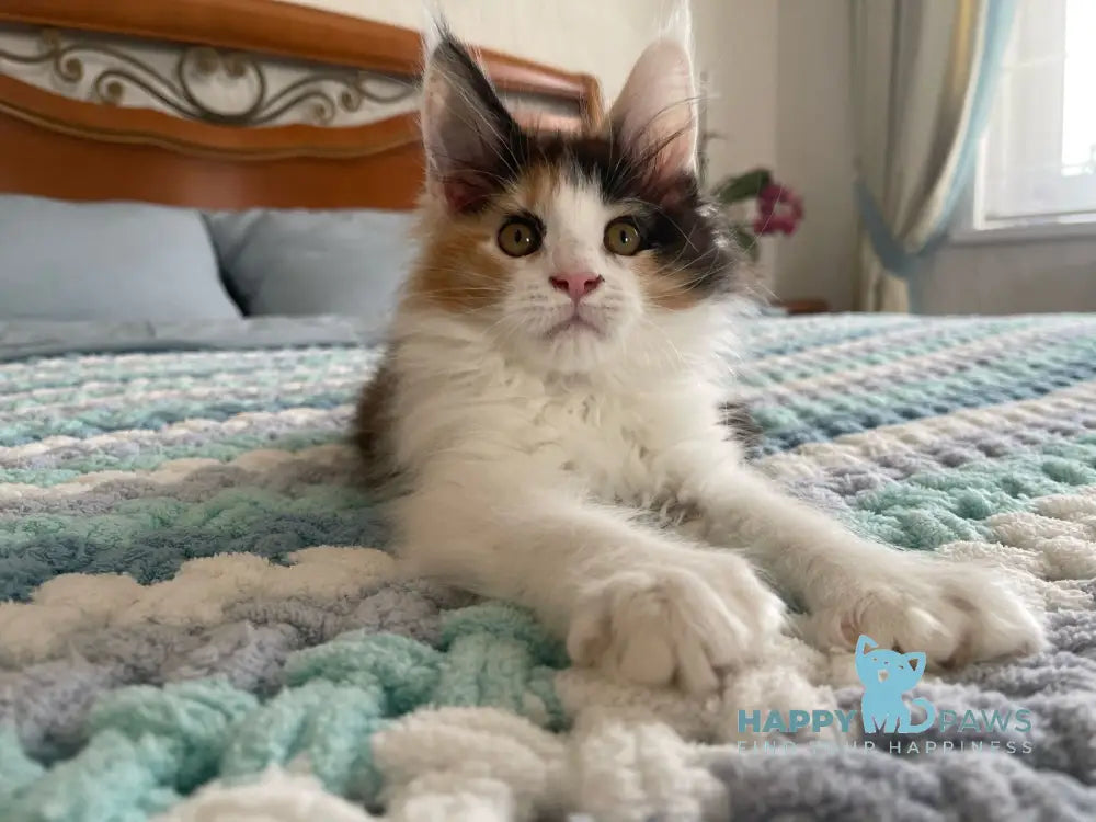 Enoya Maine Coon polydactyl female black tortie bicolour live animals