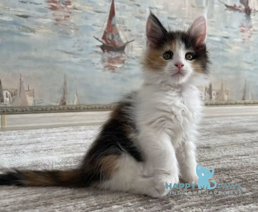 Enoya Maine Coon polydactyl female black tortie bicolour live animals