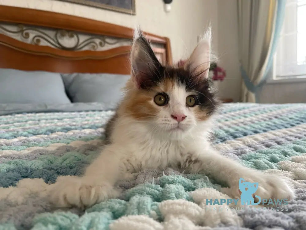 Enoya Maine Coon polydactyl female black tortie bicolour live animals