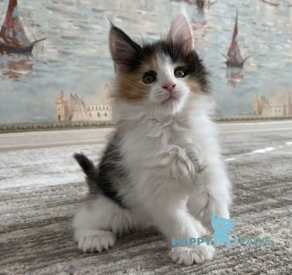 Enoya Maine Coon polydactyl female black tortie bicolour live animals