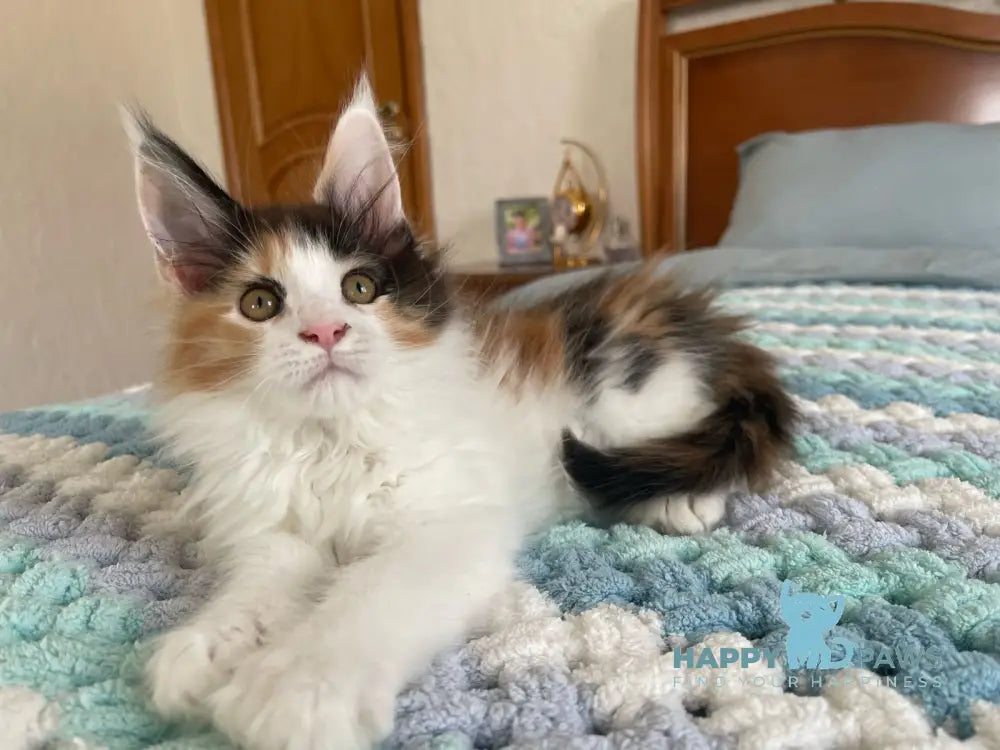 Enoya Maine Coon polydactyl female black tortie bicolour live animals