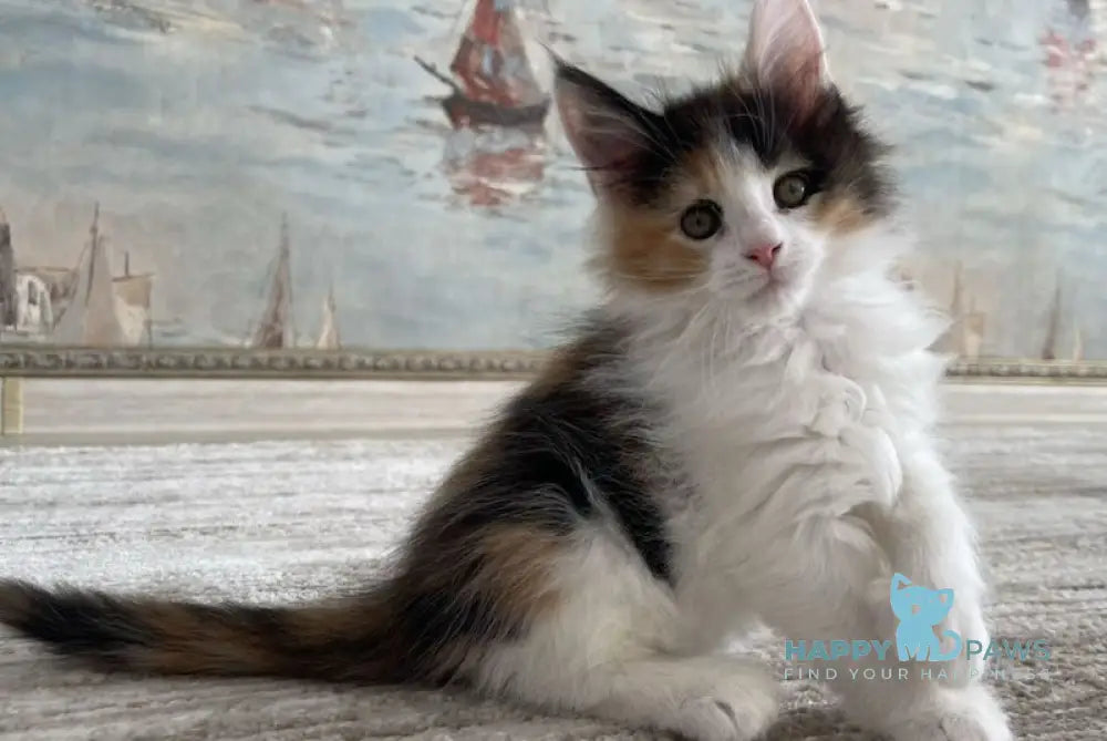 Enoya Maine Coon polydactyl female black tortie bicolour live animals