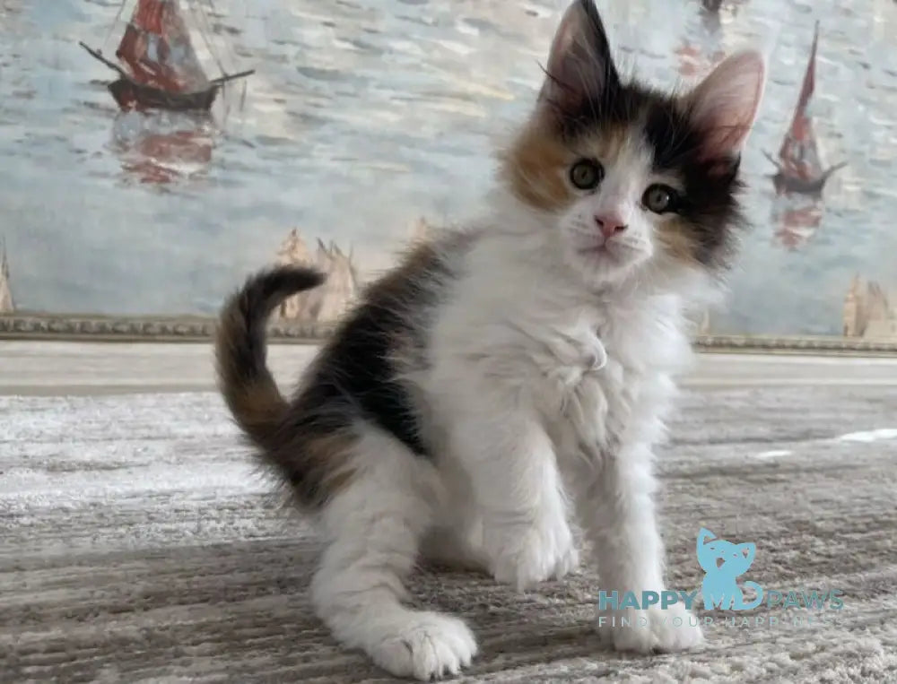 Enoya Maine Coon polydactyl female black tortie bicolour live animals
