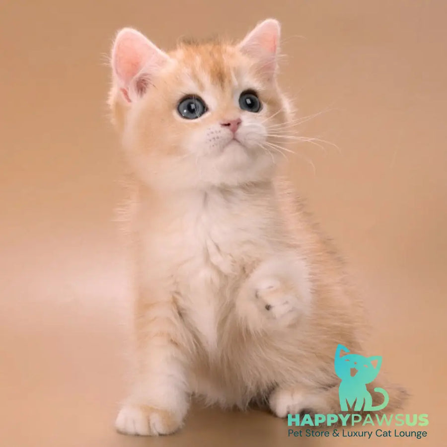 Entony British Shorthair male black golden chinchilla - live animals