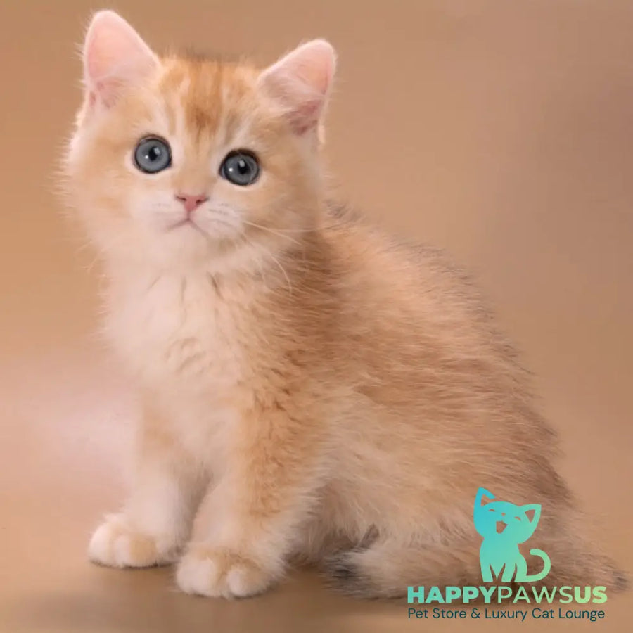 Entony British Shorthair male black golden chinchilla - live animals