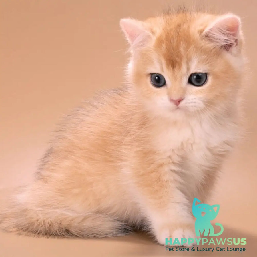 Entony British Shorthair male black golden chinchilla - live animals