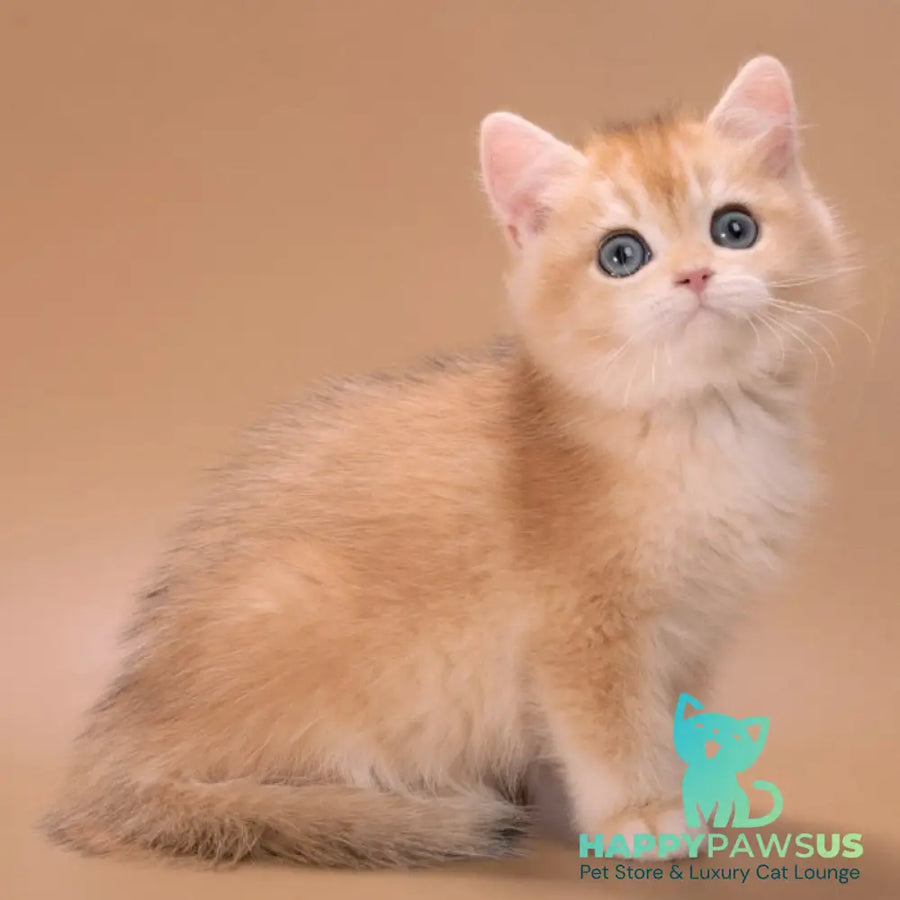 Entony British Shorthair male black golden chinchilla - live animals