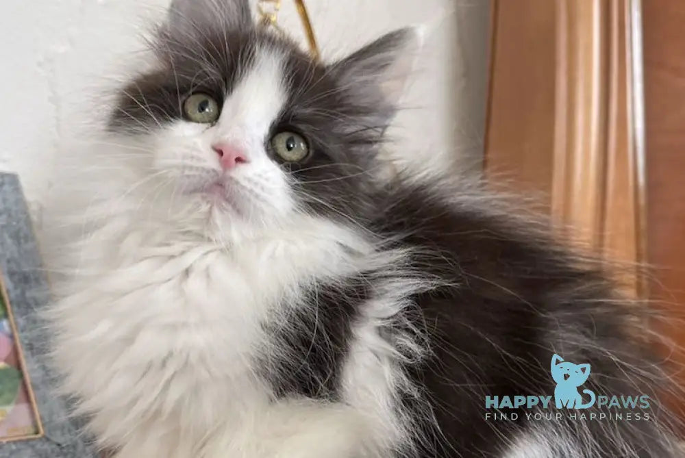 Enya Maine Coon polydactyl female black silver bicolour live animals