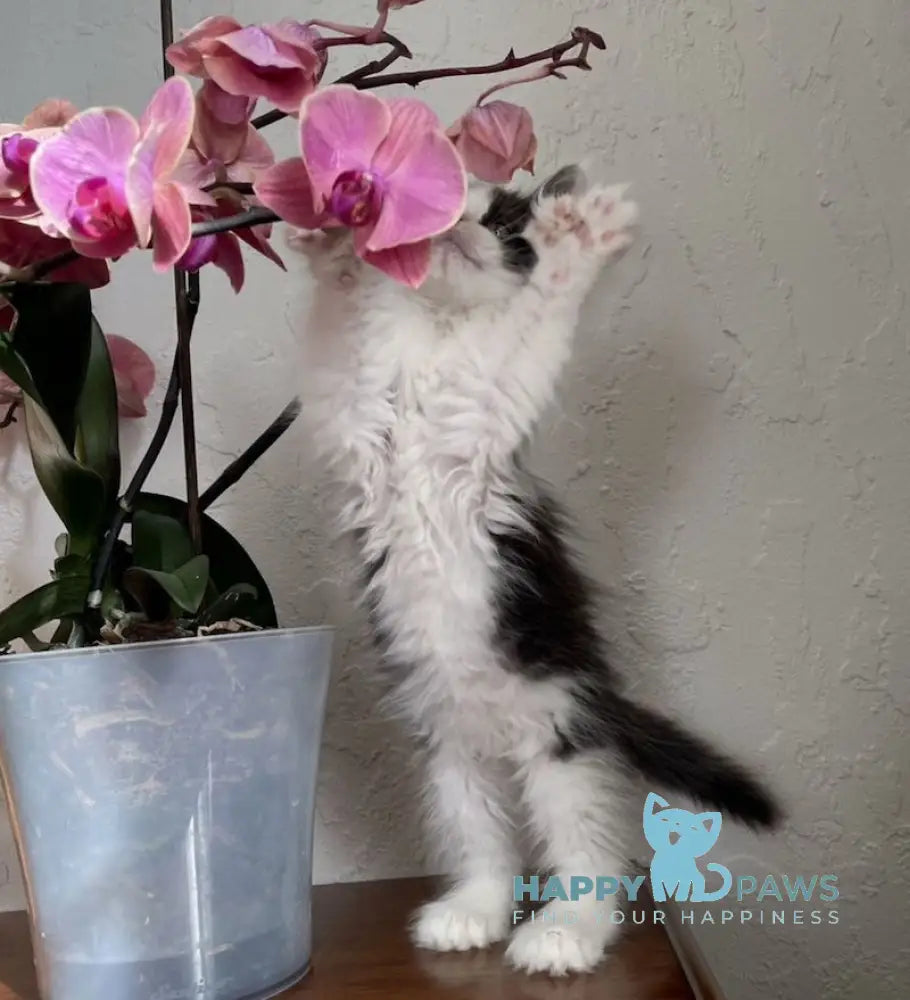 Enya Maine Coon polydactyl female black silver bicolour live animals