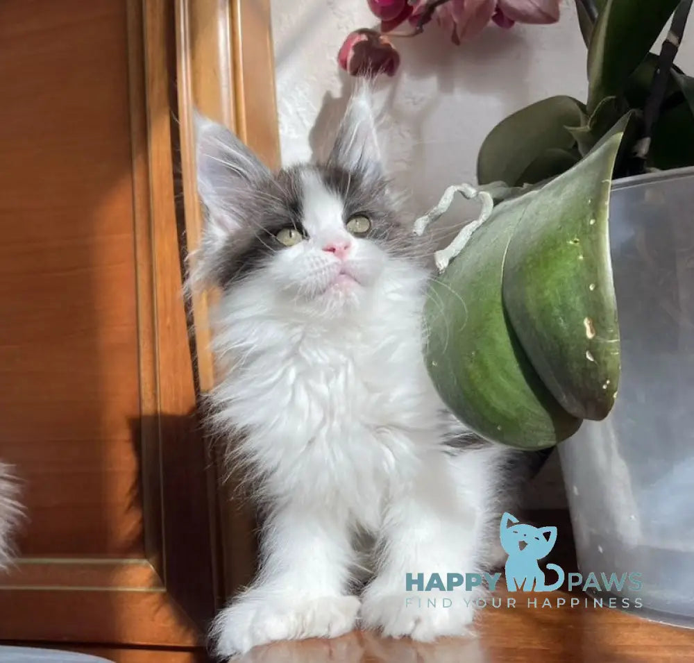 Enya Maine Coon polydactyl female black silver bicolour live animals