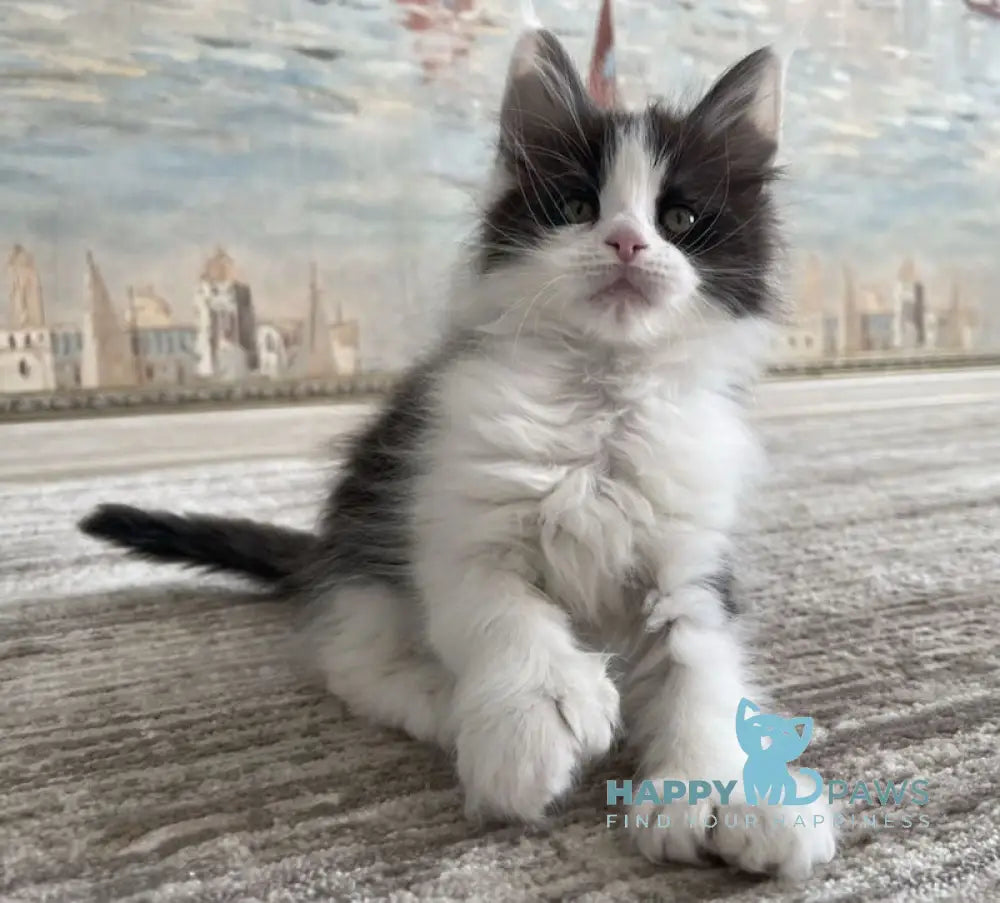 Enya Maine Coon polydactyl female black silver bicolour live animals