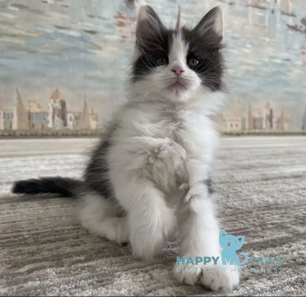 Enya Maine Coon polydactyl female black silver bicolour live animals