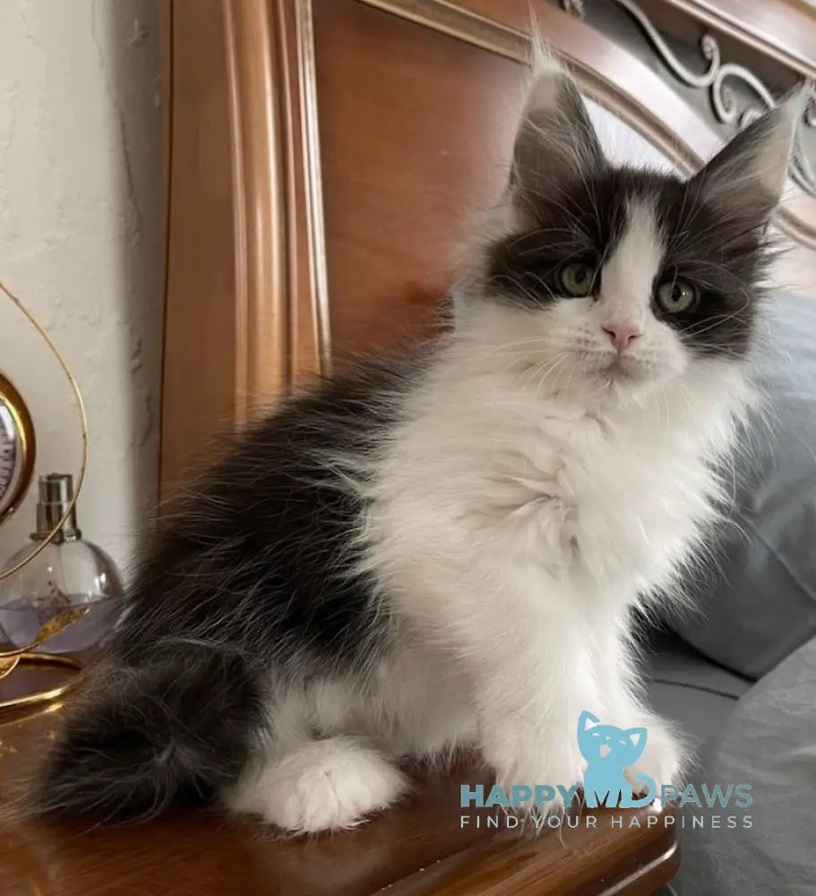 Enya Maine Coon polydactyl female black silver bicolour live animals