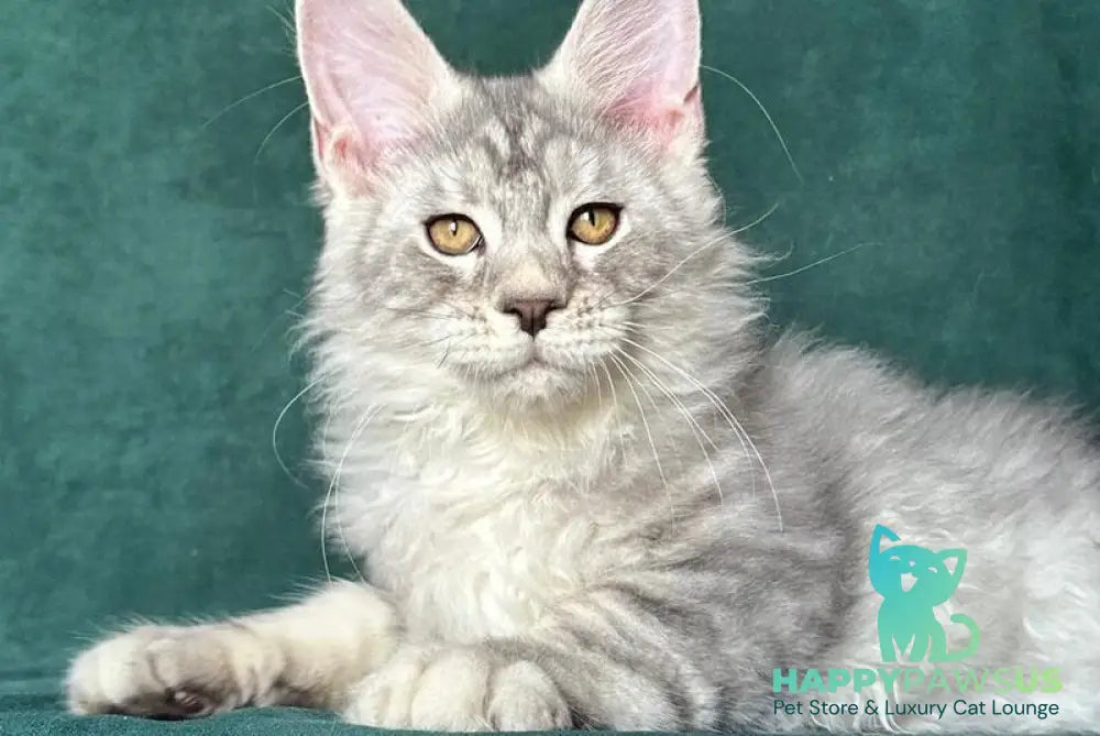 Enzo Maine Coon male black silver tabby - live animals
