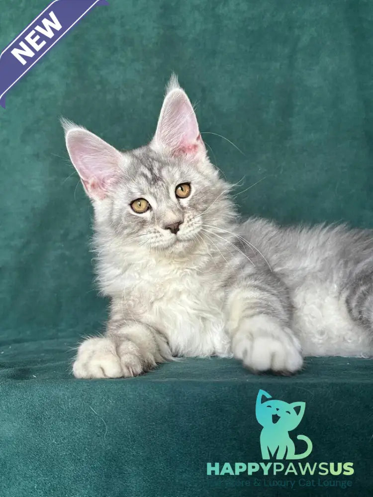 Enzo Maine Coon male black silver tabby - live animals