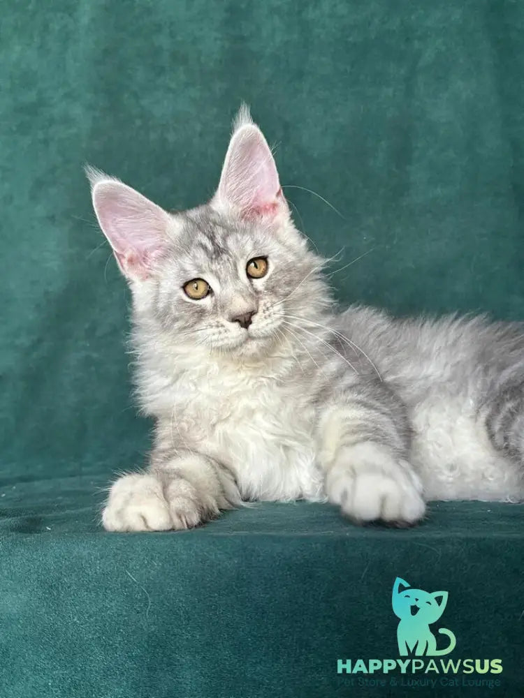 Enzo Maine Coon male black silver tabby - live animals