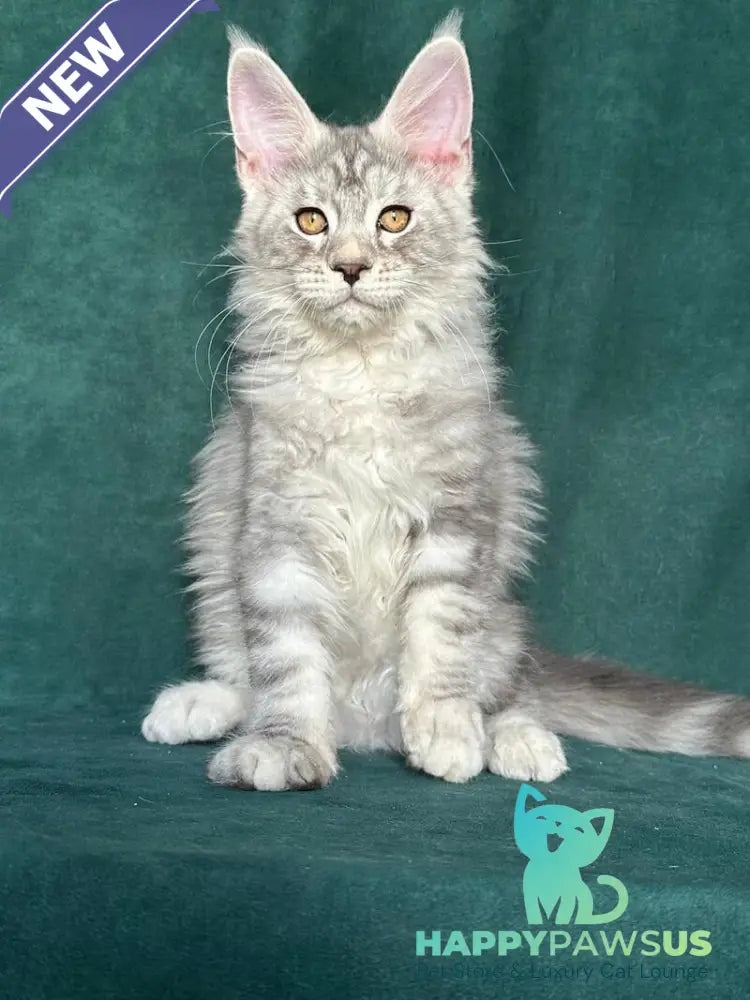 Enzo Maine Coon male black silver tabby - live animals