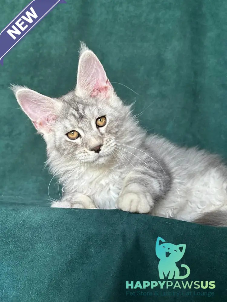 Enzo Maine Coon male black silver tabby - live animals