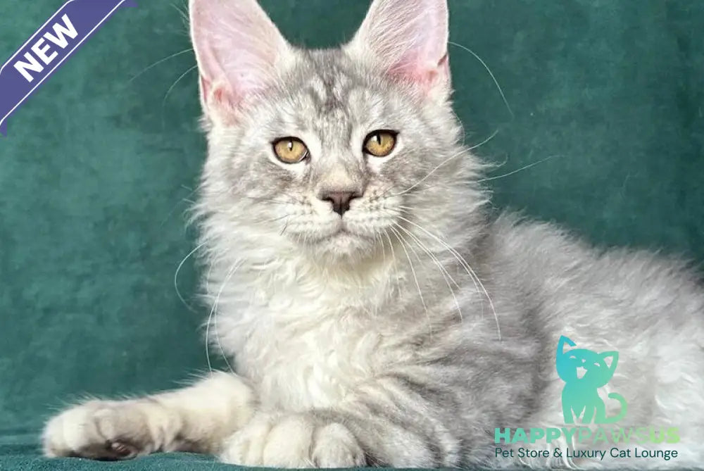 Enzo Maine Coon male black silver tabby - live animals