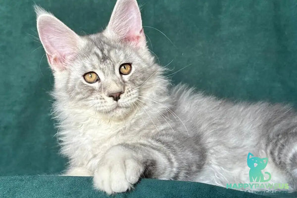 Enzo Maine Coon male black silver tabby - live animals