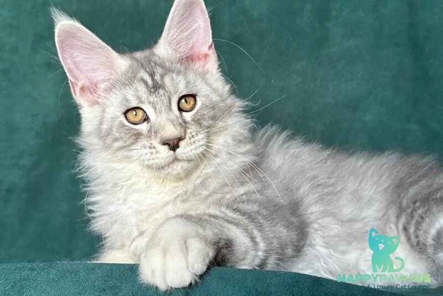 Enzo Maine Coon male black silver tabby - live animals