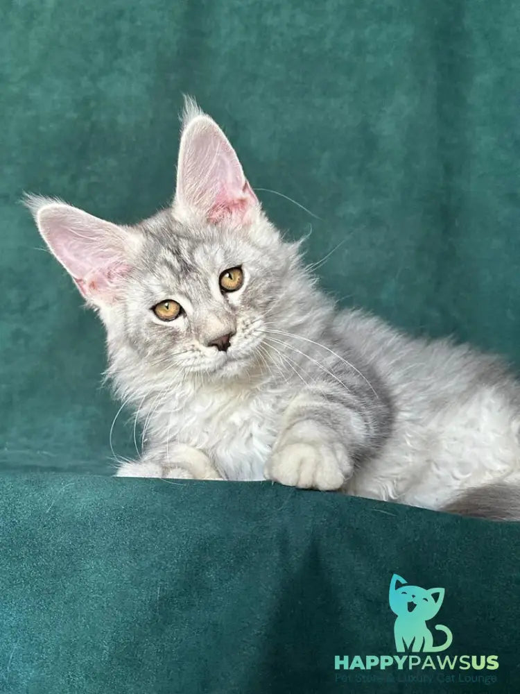Enzo Maine Coon male black silver tabby - live animals